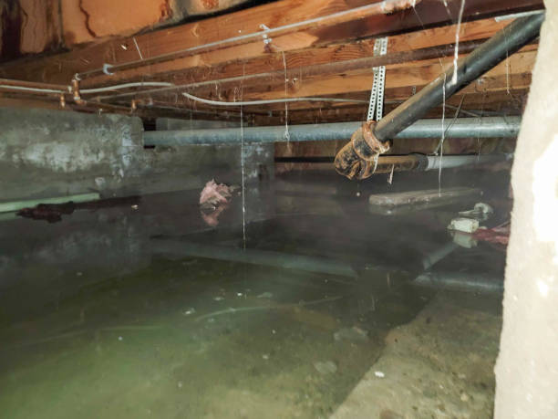 Best Carpet water damage restoration  in Creston, IA